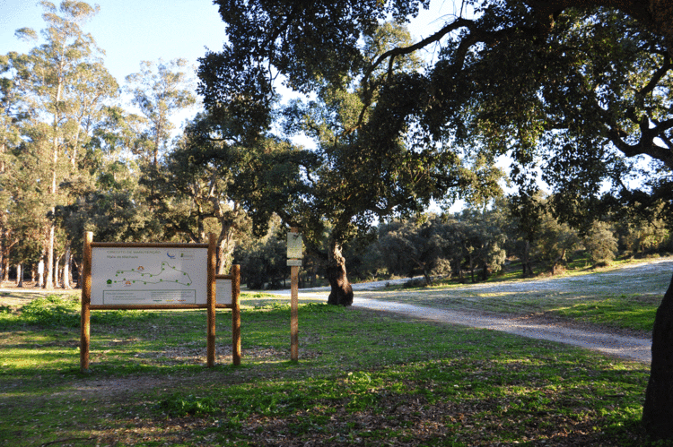 Barreiro's Mata da Machada Gets €500k Boost: What the National Forest Upgrade Means for Investors