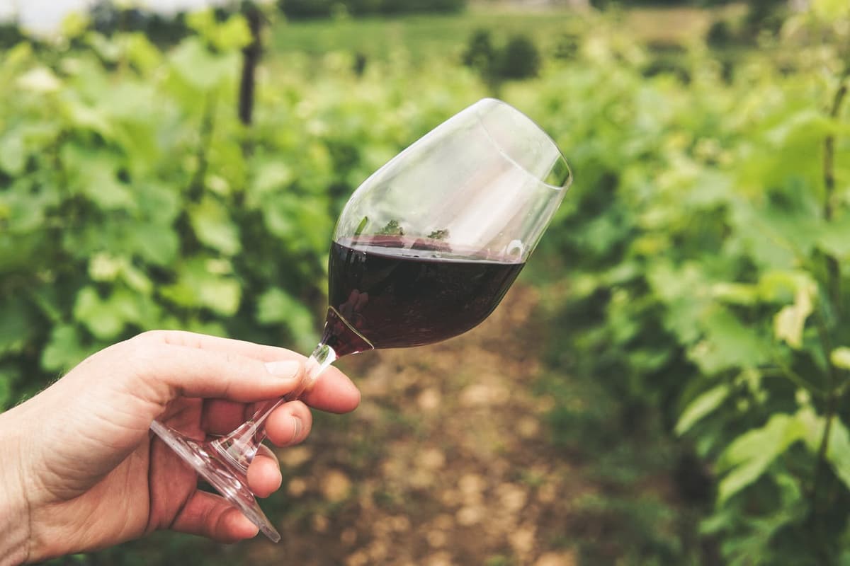 Palmela Pioneers Green Tech: New Winery Unit Converts CO₂ into High-Value Products