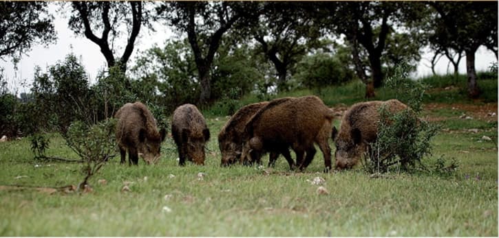 Wild Boars Increasing Property Damage Risk in Sintra: What Investors Need to Know