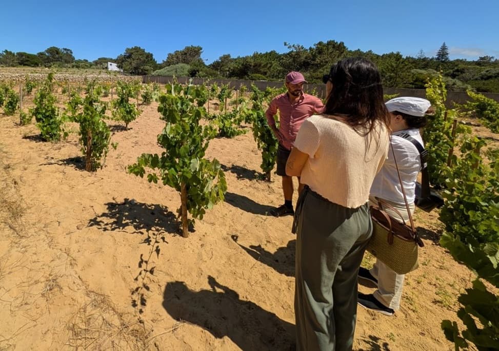 Colares Vineyard in Protected Zone Classified as 'Relevant Public Interest,' Paving Way for Development in Sensitive Areas