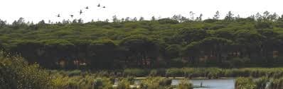 Sesimbra Land Use Conflict: Environmental Protection vs. Urban Planning in Lagoa de Albufeira