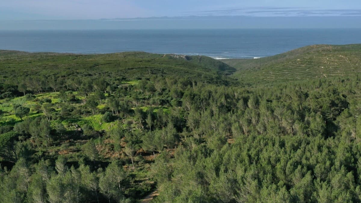 Cascais Announces €30M Land Acquisition for Major Urban Park and Public Housing, Ending Speculation